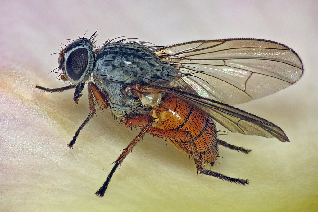 how to get rid of tiny house flies